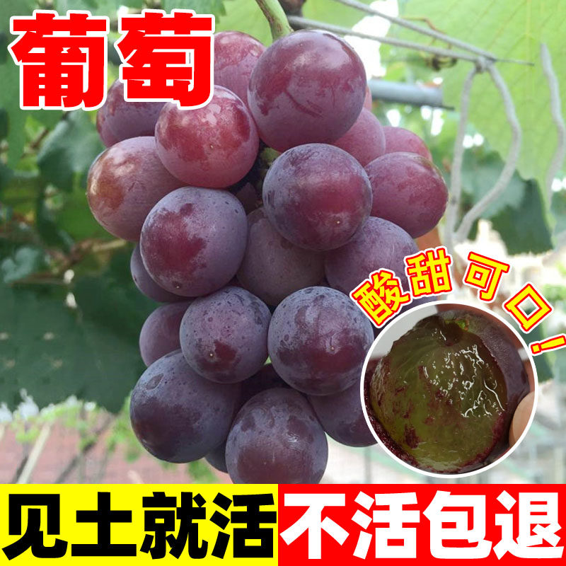 葡萄种子红提子种籽蔬菜种子水果室内阳台盆栽庭院四季播水果种子