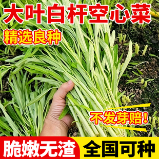 大叶白杆空心菜种子早熟高产阳台庭院四季种植三叉柳叶空心菜种籽
