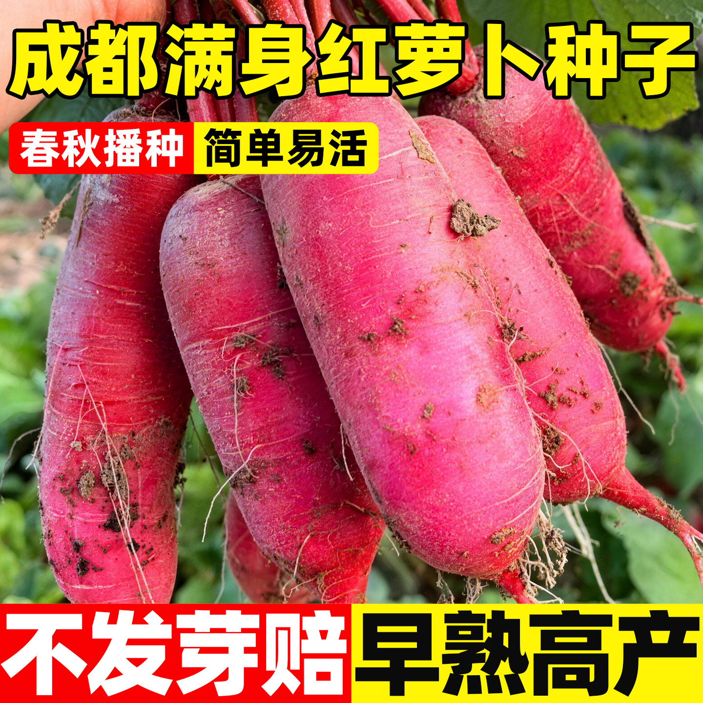 成都满身红萝卜种子红皮白肉满身红萝卜耐热好种家庭菜园蔬菜种子