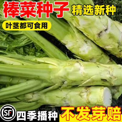 花叶棒菜种子四季播特大芥