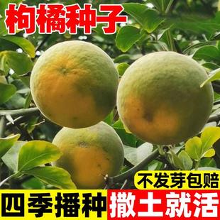 枸橘种子小叶香橙四川红桔柠檬嫁接柑桔沙糖桔沃柑脐橙积壳枳壳籽