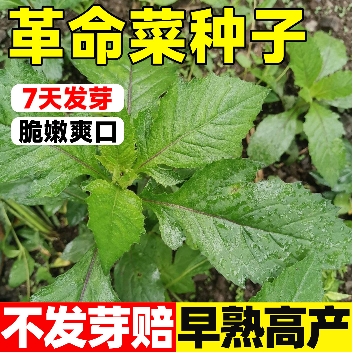 革命菜种子野茼蒿种子中草药野塘茼蒿野地黄籽菊安南菜烧鱼菜蔬菜
