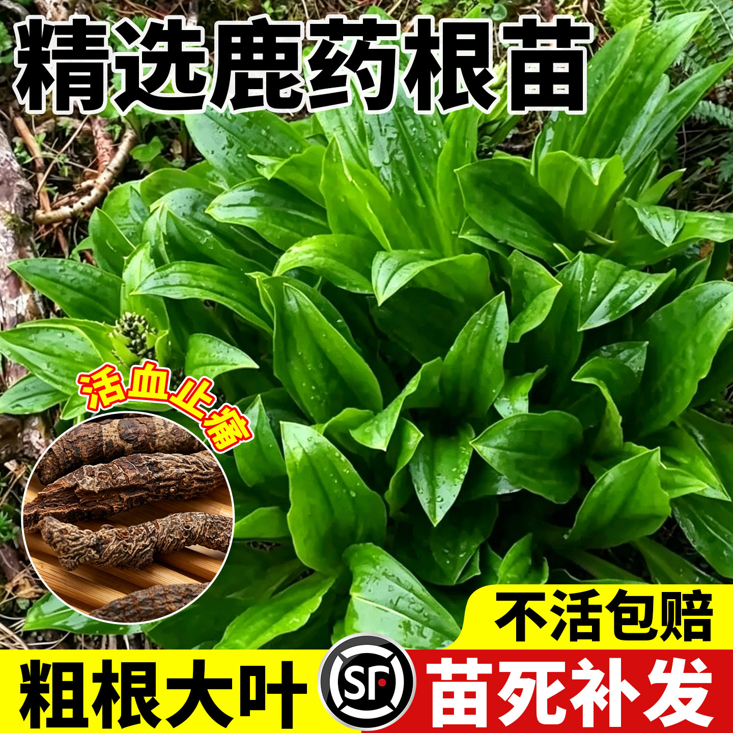 野生鹿药根苗可食用四季种植草药易成活药食同源野菜药材种苗块茎