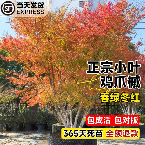 鸡爪槭树苗原生苗小叶鸡爪枫大