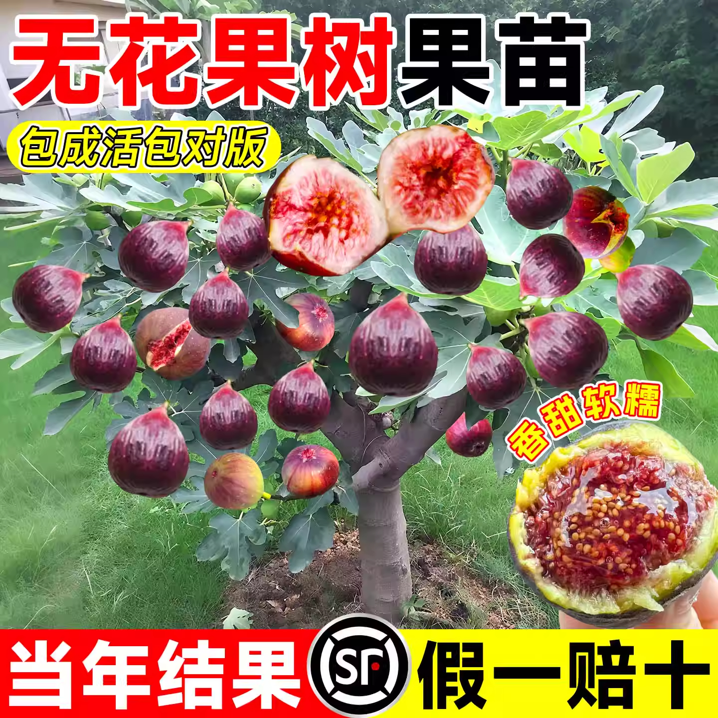 无花果树苗波姬红特大带土无花果