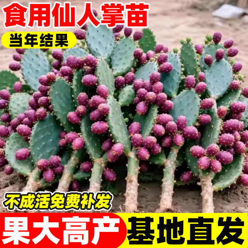 仙人掌火龙果红花当年结果食用