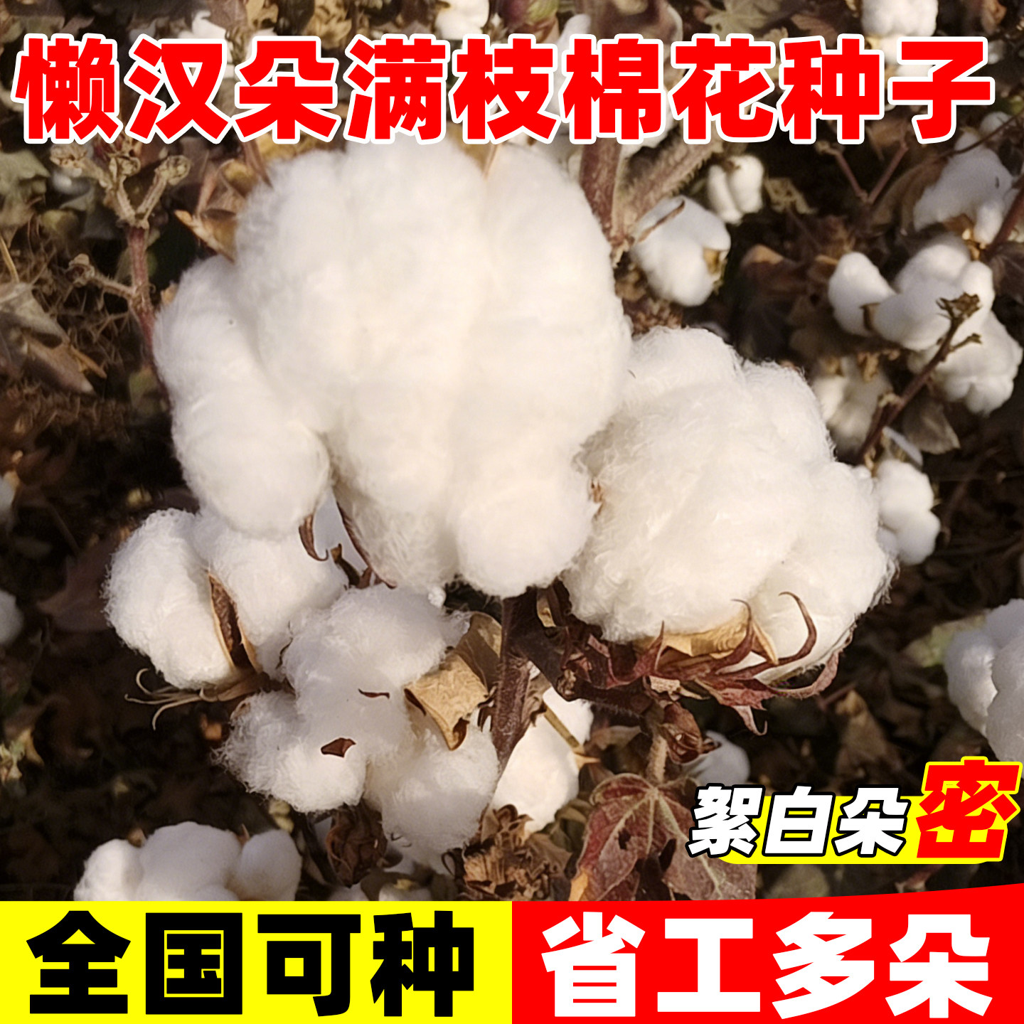 懒汉朵满枝棉花种子高产早熟新疆长绒棉花种籽耐旱抗重茬大田种植