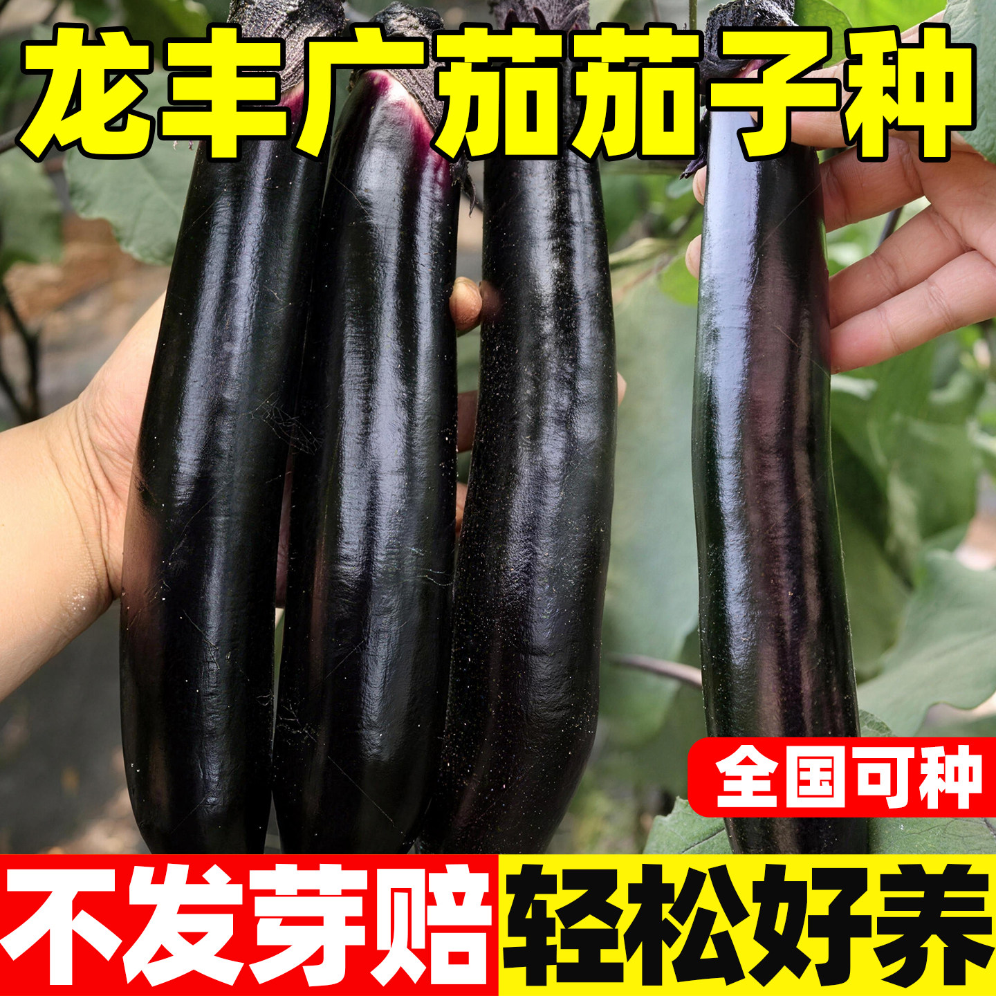 龙丰广茄种子中晚熟紫红长茄种籽紫皮白肉高产阳台播薄皮茄子种孑