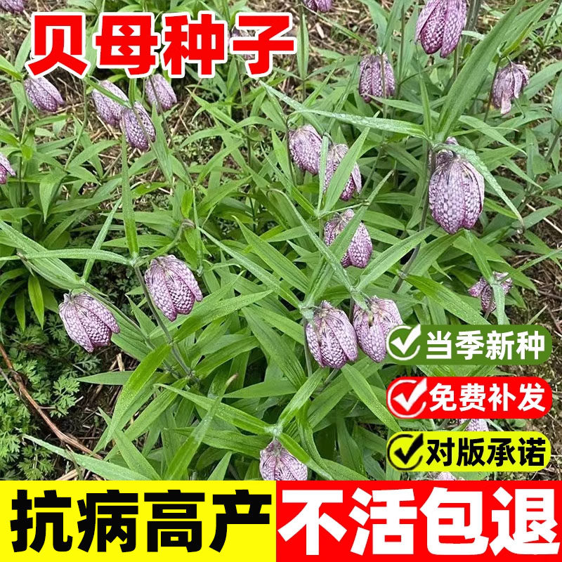 贝母种子中药材野生川贝母种籽抗病高产易成活平贝皖贝浙贝盆栽苗