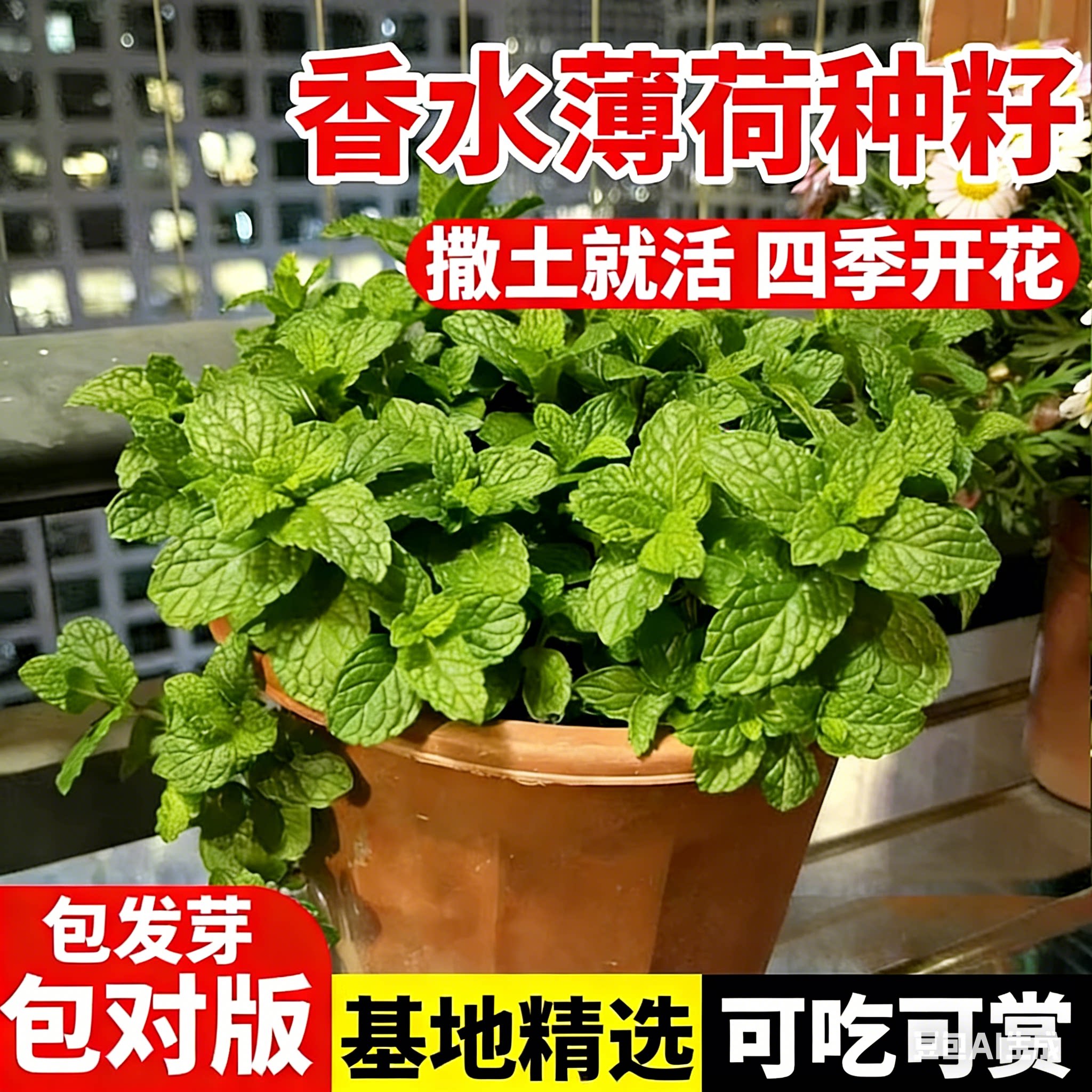 香水薄荷种子柠檬留兰香食用薄荷图片