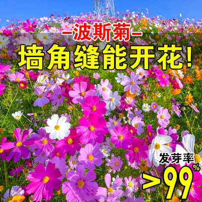 风畔花卉四季开花格桑花多年生