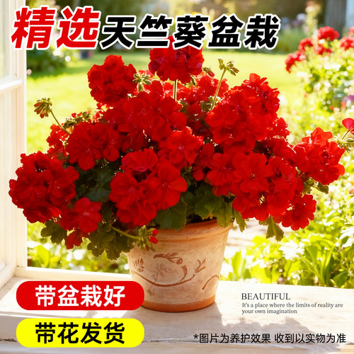 重瓣天竺葵盆栽花苗大花四季花不