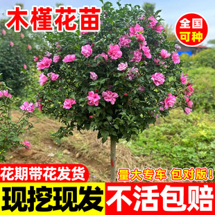 木槿花苗可食用重瓣大花庭院棒棒糖木槿大苗阳台盆栽耐寒植物树苗