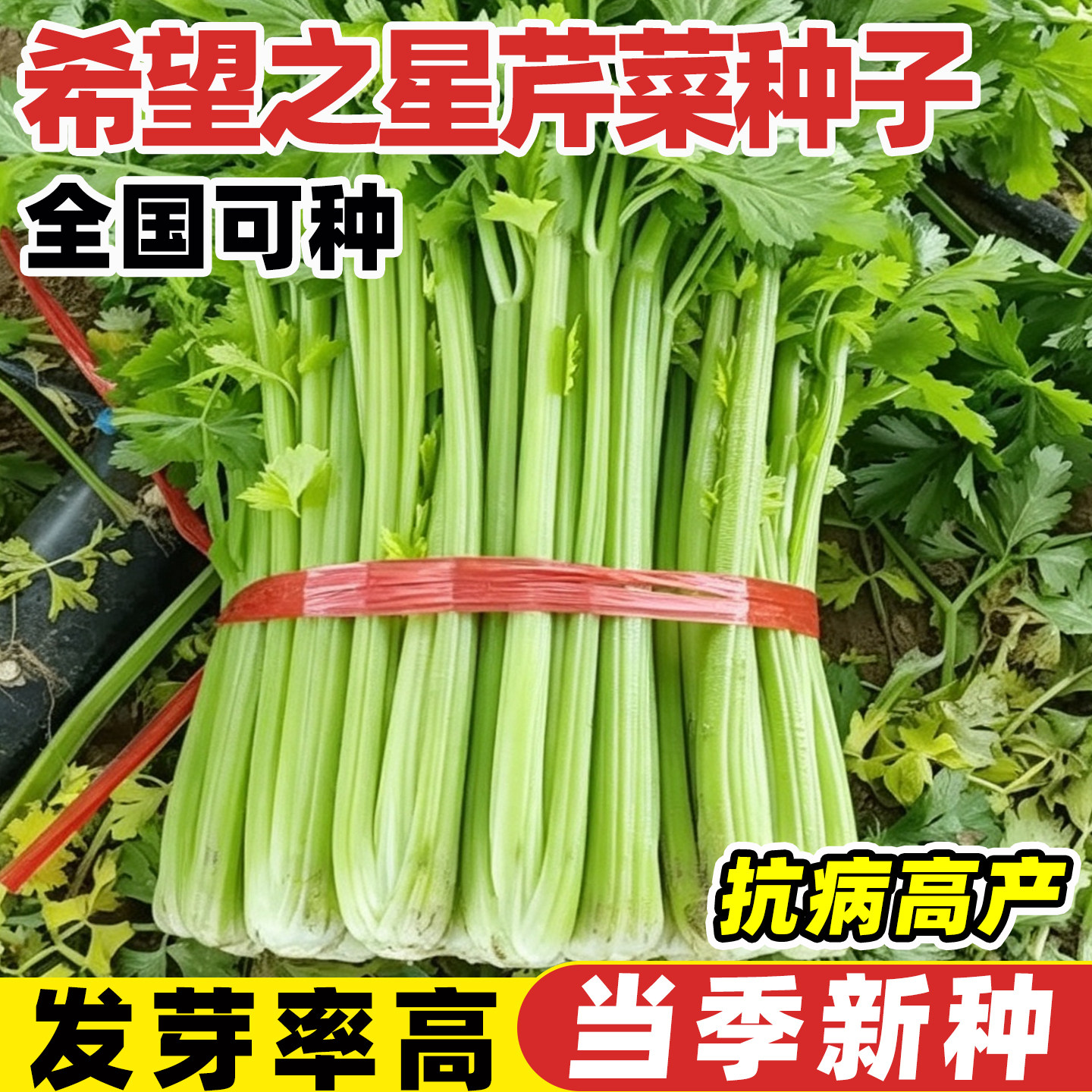 希望之星芹菜种子光亮纤维少耐低