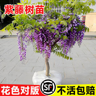 紫藤花树苗爬藤萝植物室外阳台盆栽庭院老桩开花耐寒耐冻花卉四季