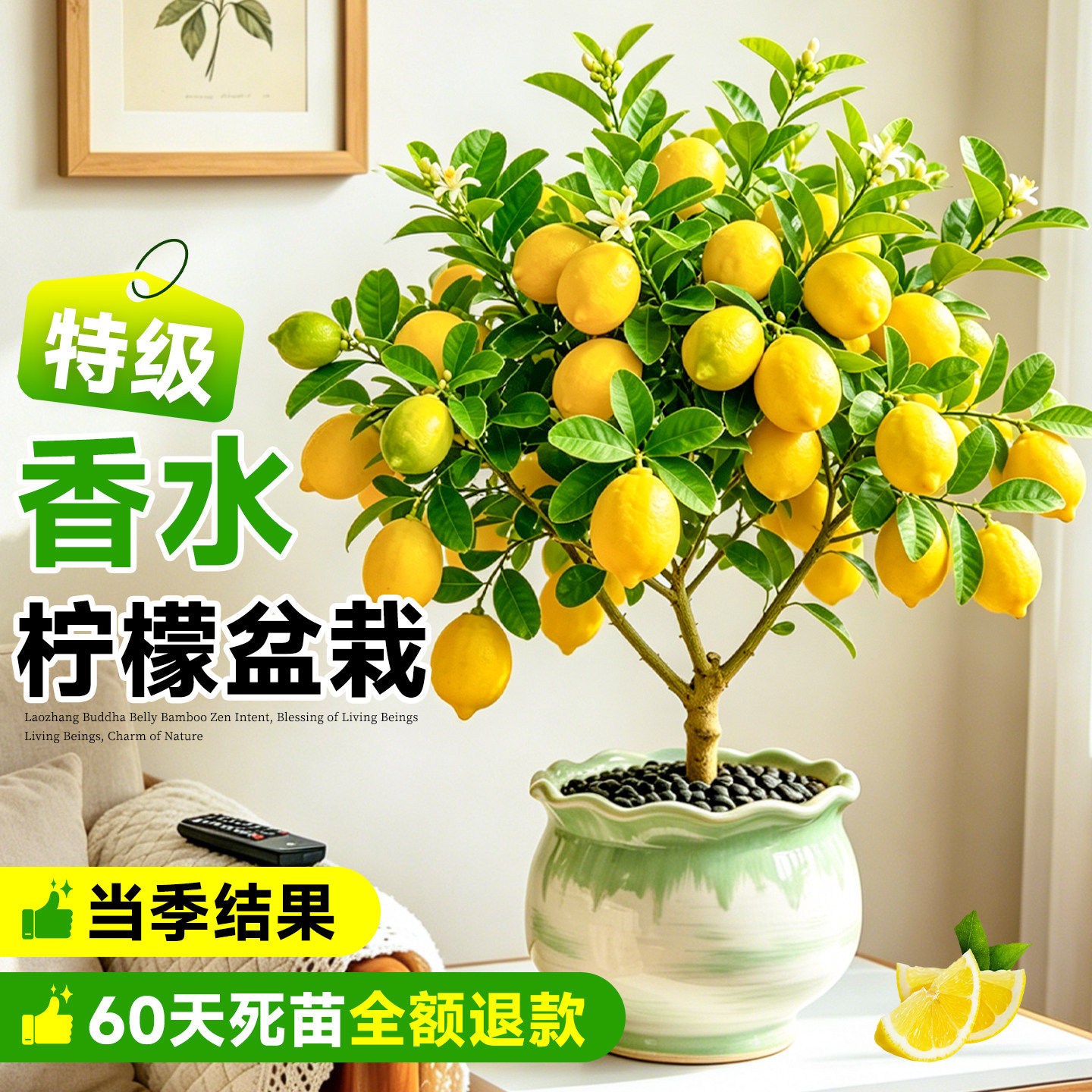香水柠檬树盆栽客厅绿植香水柠檬老桩带果可食用室内阳台四季好养