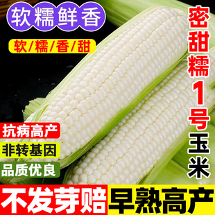密甜糯1号玉米种子白糯甜玉米种孑高产抗病超甜国审白糯玉米种籽