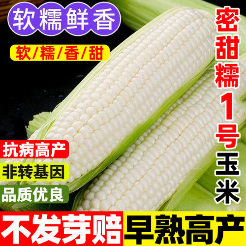 密甜糯1号玉米种子白糯甜玉米种