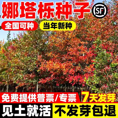 娜塔栎种子红橡树种籽四季种植好
