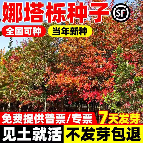娜塔栎种子红橡树种籽四季种植好