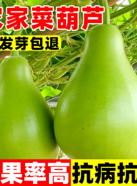 农家菜葫芦种子可食用四季瓠瓜