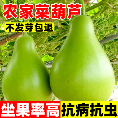 农家菜葫芦种子可食用四季瓠瓜