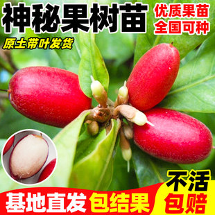 神秘果果树果苗盆栽云南神秘果鲜果干变味果四季阳台庭院盆栽地栽