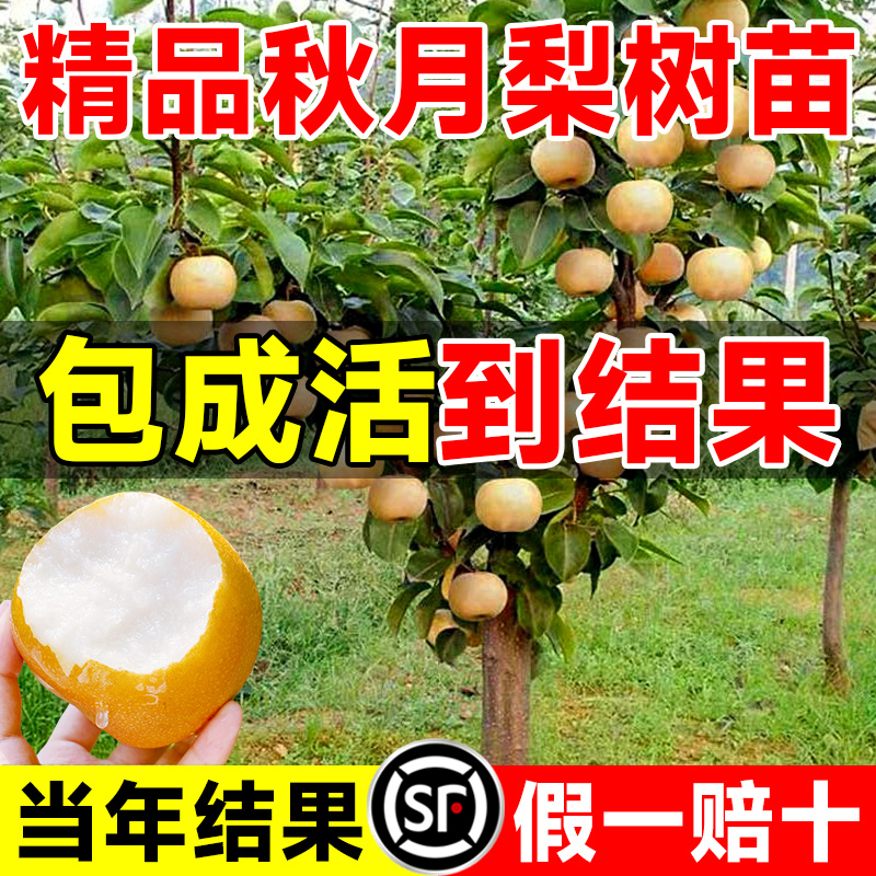 秋月梨树果苗正宗圆皇翠冠黄金花