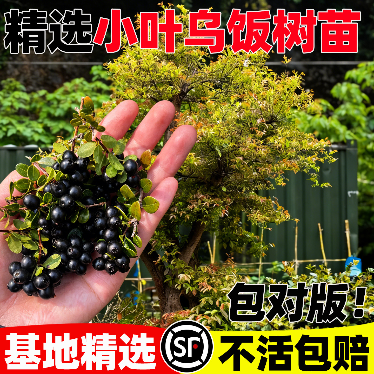 小叶乌饭树苗四季高产易成活大叶乌饭树可食用南烛树中草药种植苗
