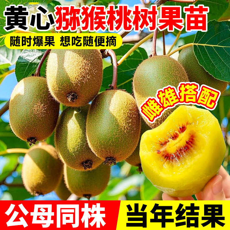 黄心猕猴桃树果苗公母同株软枣苗图片