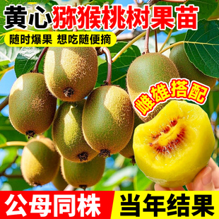 黄心猕猴桃树果苗公母同株软枣苗嫁接徐香四季结果南北方种植果树
