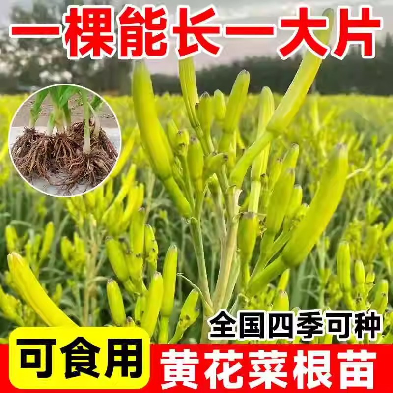 黄花菜根苗高产金针菜种苗食用黄图片