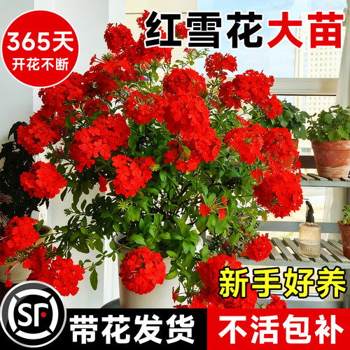 红雪大花苗四季种植重瓣大花蓝雪