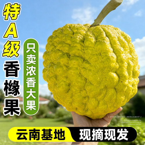 云南高山香橼果新鲜佛手柑贡品闻