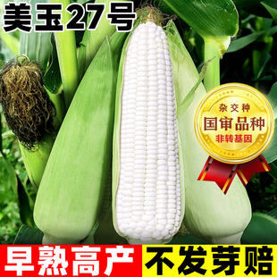美玉27号玉米种子糯玉米种籽国审矮杆大棒白甜糯早熟玉米种孑春播