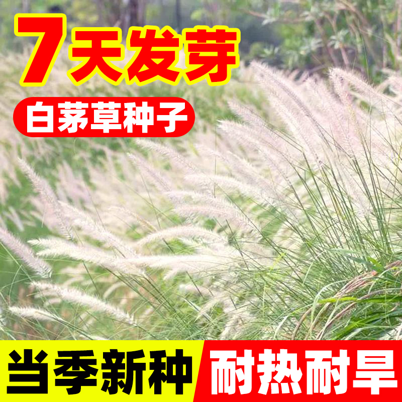 野生白茅草种子柴根籽毛菅