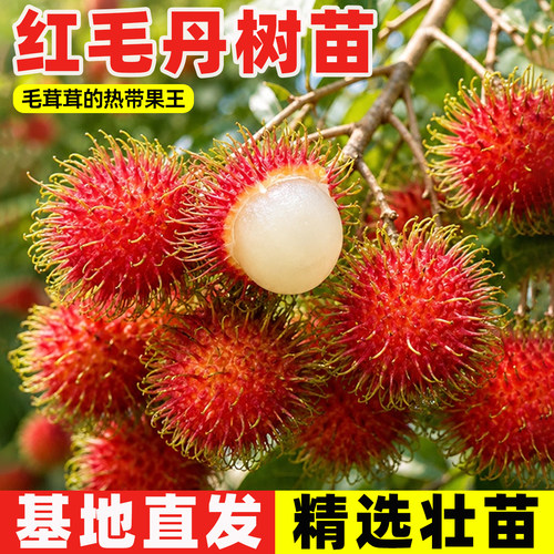 红毛丹树苗嫁接双季海南保亭七号