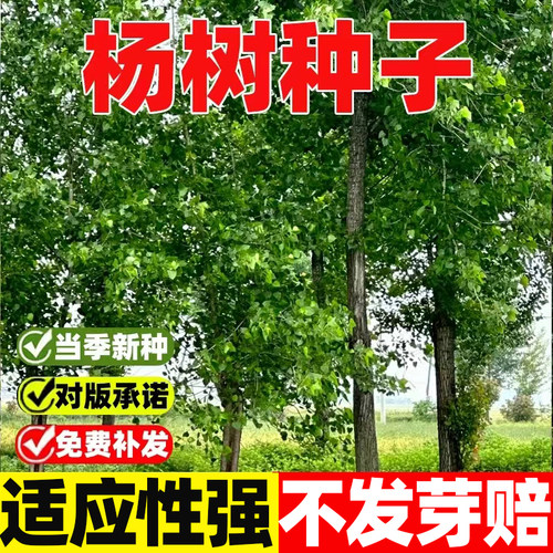 杨树白毛杨种子四季种植易活