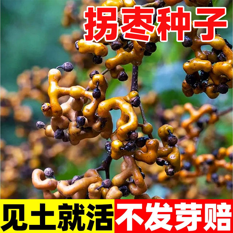 拐枣种子万寿果种籽万子梨鸡爪连金钩梨拐枣儿鸡爪子龙爪果树种子