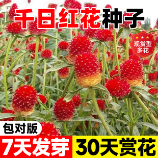 千日红花种子四季开花花种易种春季千日紫千日红种籽盆栽百日红花