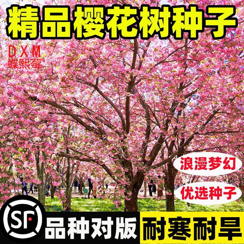 樱花树种子四季播种花卉林木种籽小盆栽易种易活室外庭院观赏植物