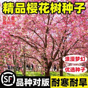 樱花树种子四季播种花卉林木种籽小盆栽易种易活室外庭院观赏植物