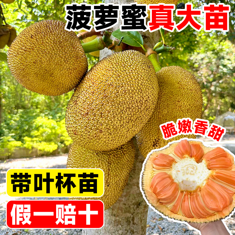 菠萝蜜树树苗嫁接果树果苗室内外庭院盆栽种苗四季水果苗耐寒榴莲