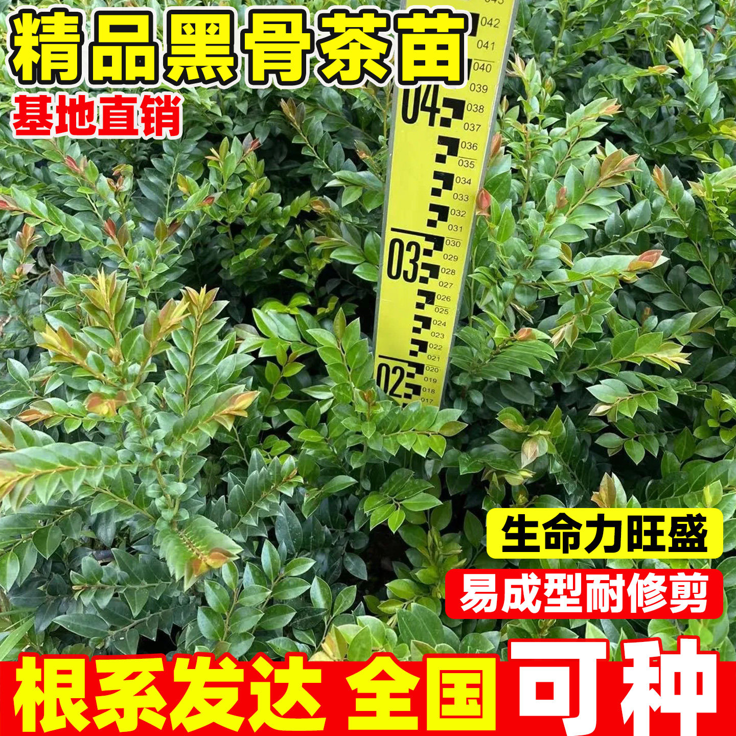 黑骨茶树苗四季常青绿植好养台湾小叶紫檀树苗盆景阳台室内外盆栽