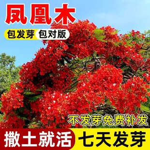 凤凰木树种子树苗种籽林木种籽四季多年生景观绿化工程观叶种籽孑