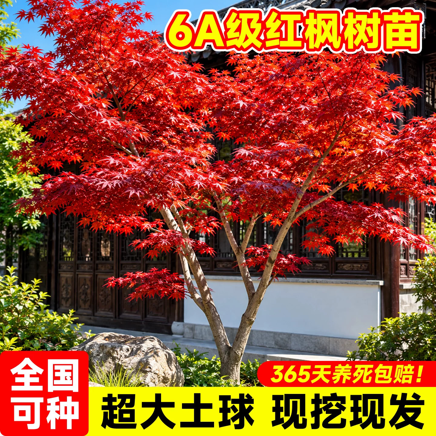 中国红枫树苗四季红红舞姬鸡爪槭