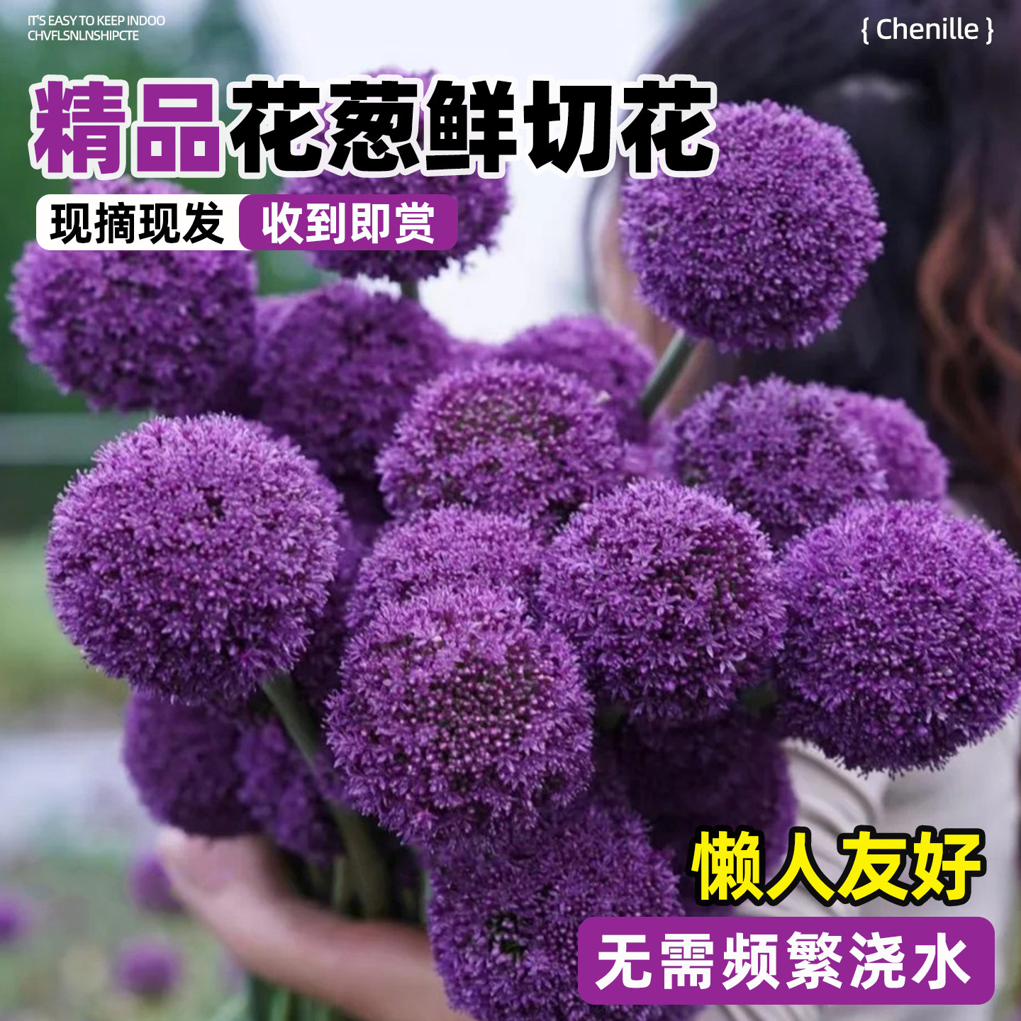 大花葱鲜切花荷兰进口花材云南直发插花家用水培紫色大葱花鲜切花