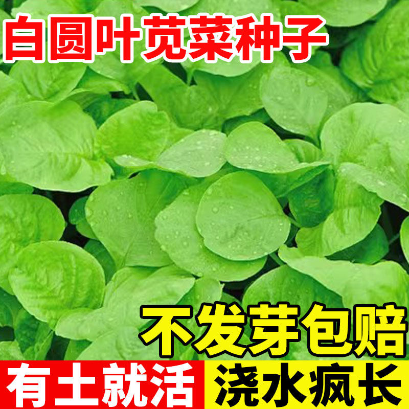 白圆叶苋菜种子圆叶红笕菜四季高产苋菜种籽阳台庭院野菜青菜种孑