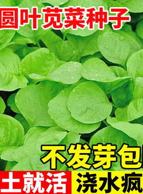 白圆叶苋菜种子圆叶红笕菜四季高产苋菜种籽阳台庭院野菜青菜种孑