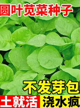 白圆叶苋菜种子四季阳台种植